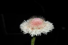 Actinodium cunninghamii