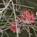 Amyema linophylla - Photo (c) Graham Zemunik, algunos derechos reservados (CC BY-NC), subido por Graham Zemunik