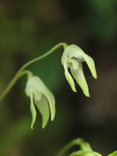 Calyptrostele Orchid