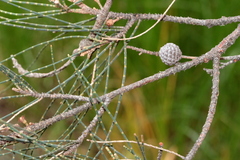 Casuarina obesa