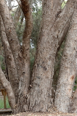 Eucalyptus rudis