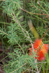 Melaleuca lateritia