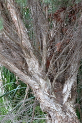 Melaleuca rhaphiophylla