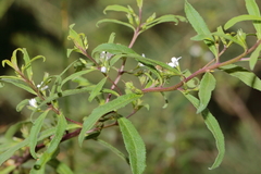 Myoporum caprarioides