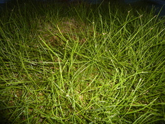 Isolepis distigmatosa