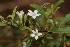 Myoporum caprarioides