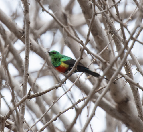 Gorgeous Sunbird (Cinnyris melanogastrus), photo 6