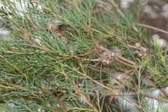 Melaleuca rhaphiophylla