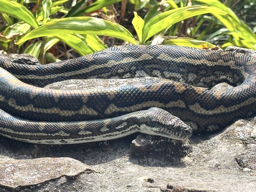 Coastal Carpet Python sighting