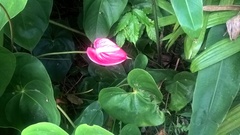 Anthurium andraeanum