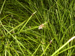 Isolepis distigmatosa