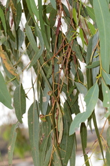 Eucalyptus rudis