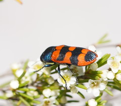 Castiarina crenata