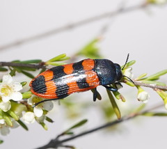 Castiarina crenata