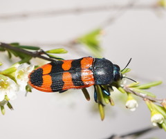Castiarina crenata