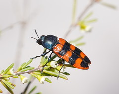 Castiarina crenata
