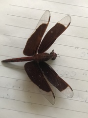 Neurothemis ramburii