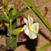 Thunbergia huillensis - Photo (c) i_c_riddell, some rights reserved (CC BY), uploaded by i_c_riddell