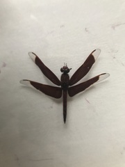 Neurothemis ramburii