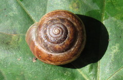 Euomphalia strigella