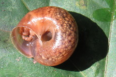 Euomphalia strigella