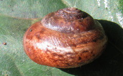 Euomphalia strigella