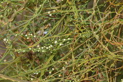 Cassytha racemosa