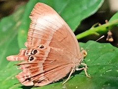 Abisara geza