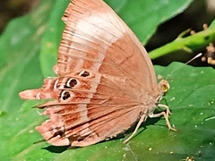 Abisara geza