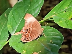 Abisara geza