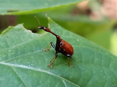 Paracycnotrachelus
