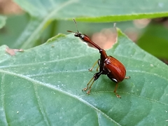 Paracycnotrachelus