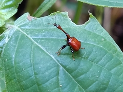 Paracycnotrachelus