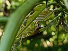 Paracycnotrachelus