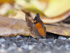 Doleschallia polibete