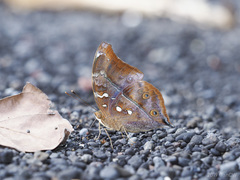Doleschallia polibete