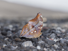 Doleschallia polibete