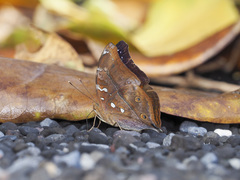 Doleschallia polibete