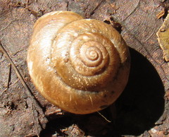 Euomphalia strigella