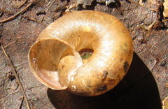 Euomphalia strigella