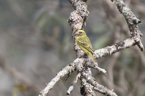 iNaturalist image