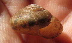 Euomphalia strigella