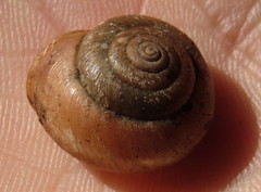 Euomphalia strigella