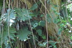 Philodendron lacerum, photograph (c) Bruno - Yolande Zanette, some rights reserved (CC BY)