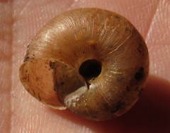 Euomphalia strigella