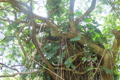 Philodendron lacerum, photograph (c) Bruno - Yolande Zanette, some rights reserved (CC BY)
