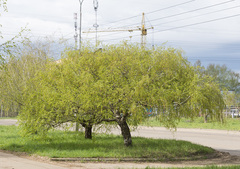 Betula pendula carelica