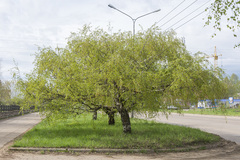 Betula pendula carelica