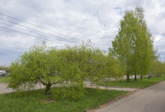 Betula pendula carelica