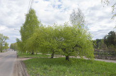 Betula pendula carelica